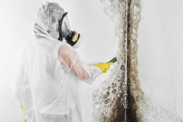 Best Water Damage & Mold Remediation  in Pitcairn, PA